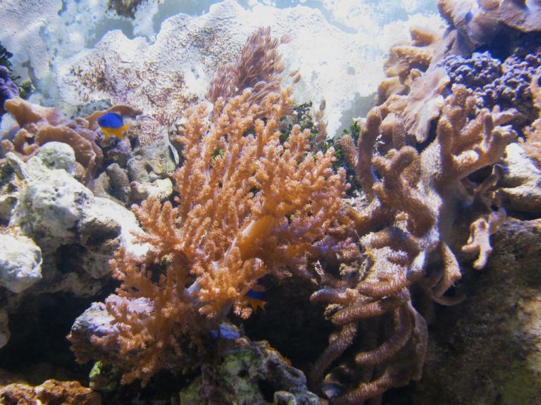 Bäumchen-Korallen